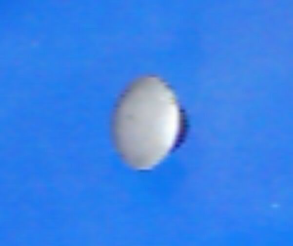 Posted Image